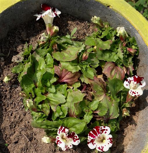 Mimulus hybrid